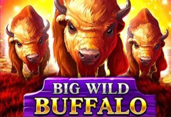 Big Wild Buffalo